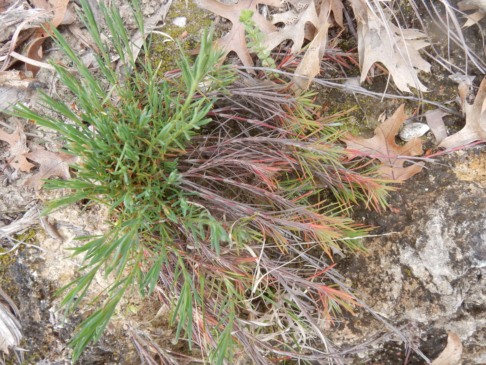 Image of yellow nailwort