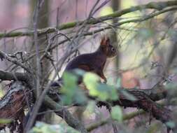 Image de Sciurus subgen. Sciurus Linnaeus 1758