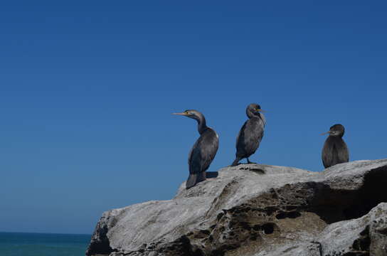 Image of Spotted Shag