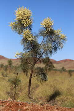 Image of Grevillea pyramidalis A. Cunn. ex R. Br.