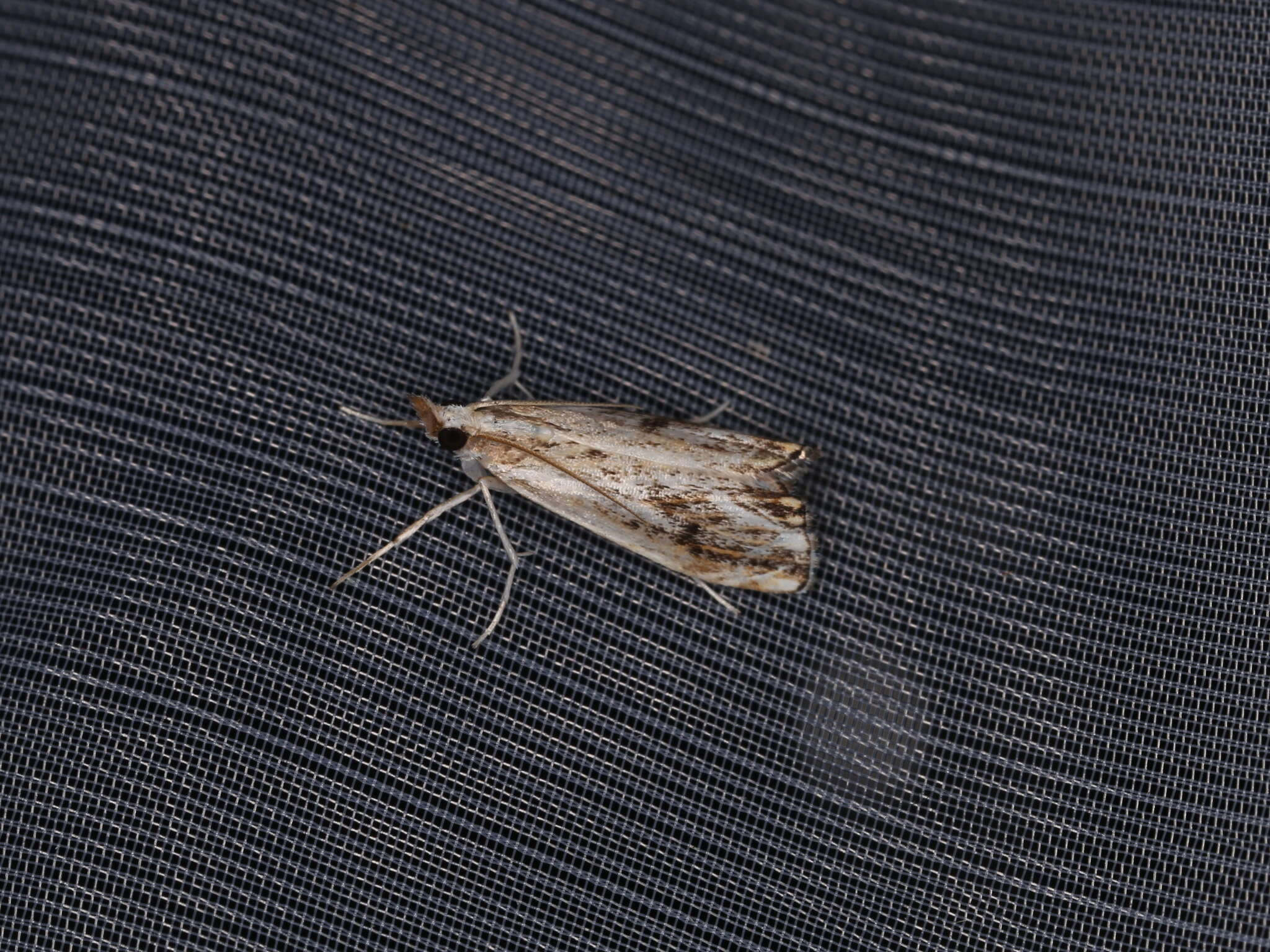 Image of Catoptria verellus Zincken 1917