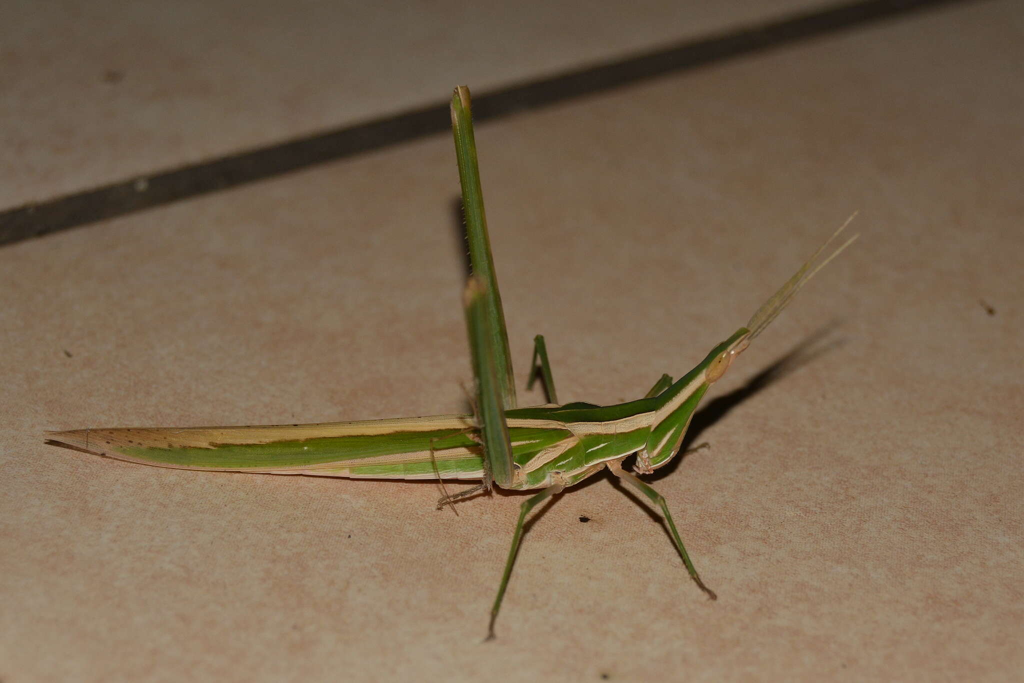 Image of Acrida acuminata Stål 1873