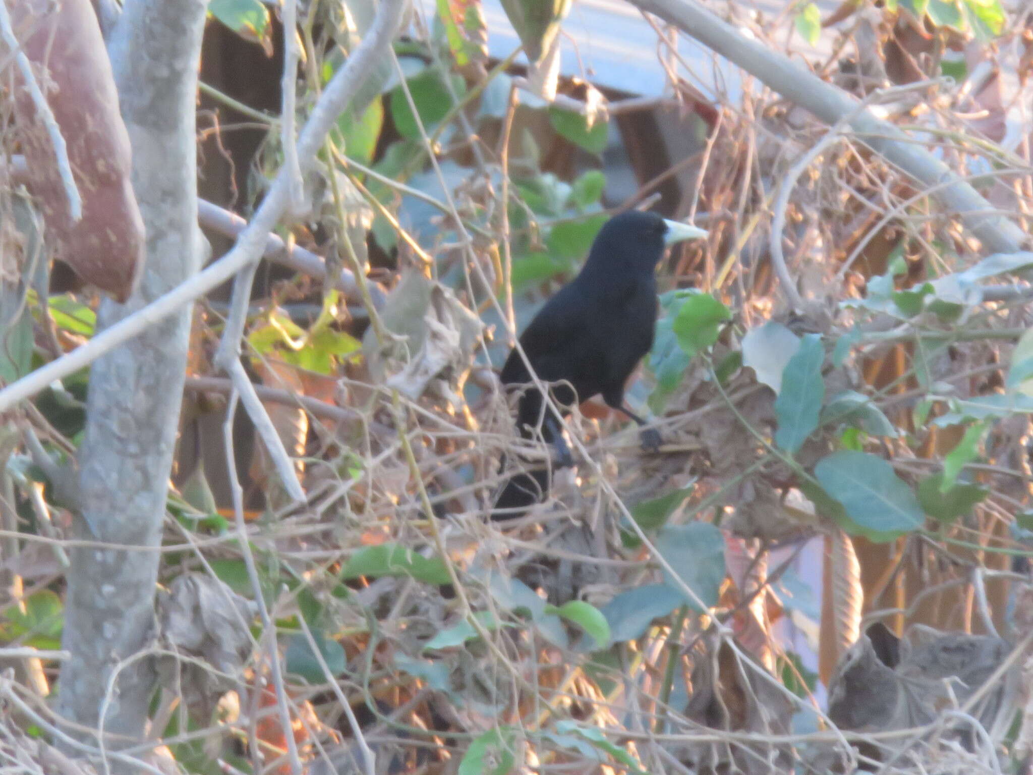 Image of Solitary Black Cacique