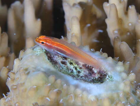 Image of Neon dwarfgoby