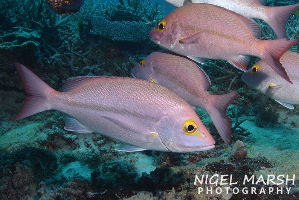 Image of Yellow-banded snapper