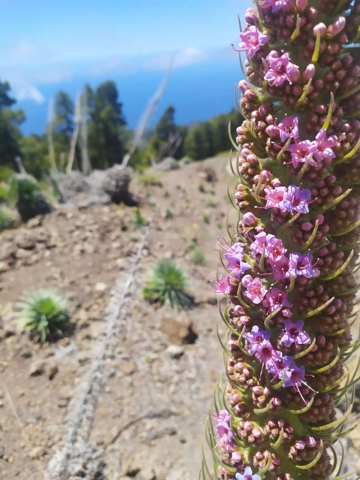 Image of <i>Echium perezii</i> Sprague