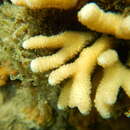 Sivun Stylophora madagascarensis Veron 2000 kuva