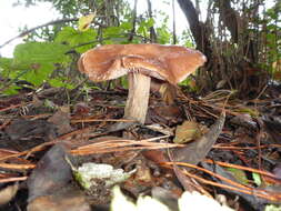 Image of Armillaria sinapina Bérubé & Dessur. 1988