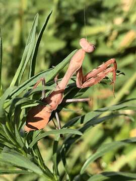 Image of California Mantis