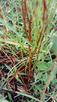 Image of orangegrass