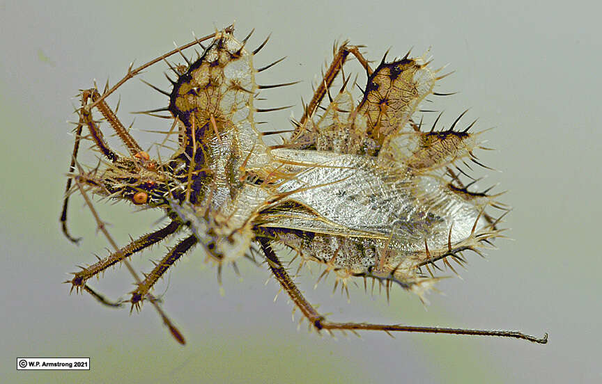 Image de Phyllomorpha