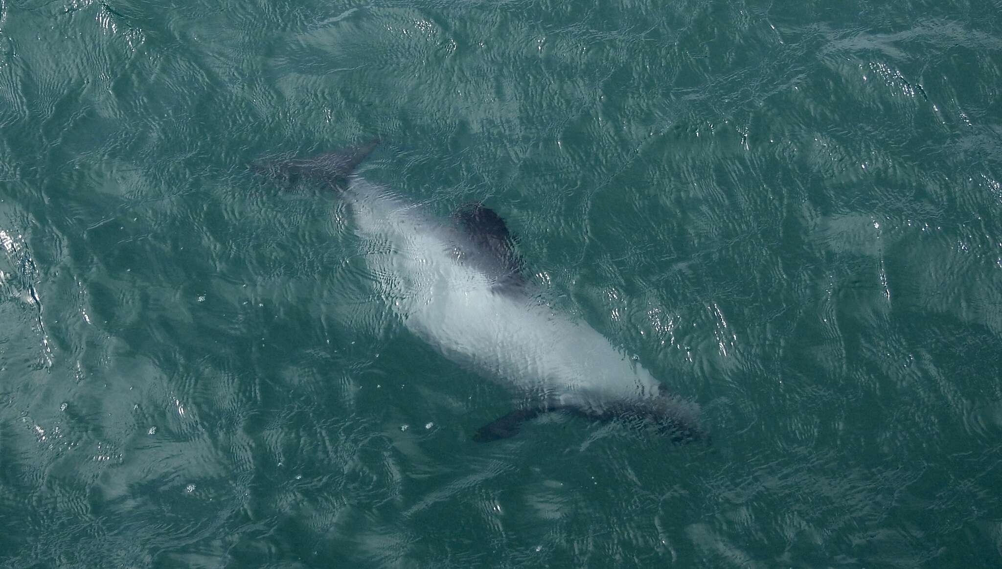 Image of South Island Hector's dolphin
