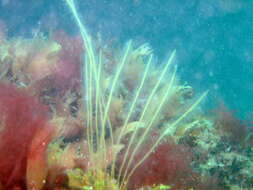 Image of antenna hydroid