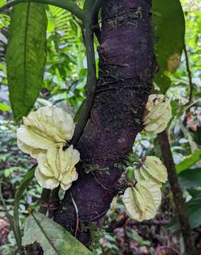 Imagem de Carpotroche platyptera Pittier