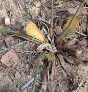 Image of Chlorophytum crispum (Thunb.) Baker