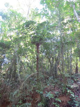 Imagem de Cyathea corcovadensis (Raddi) Domin