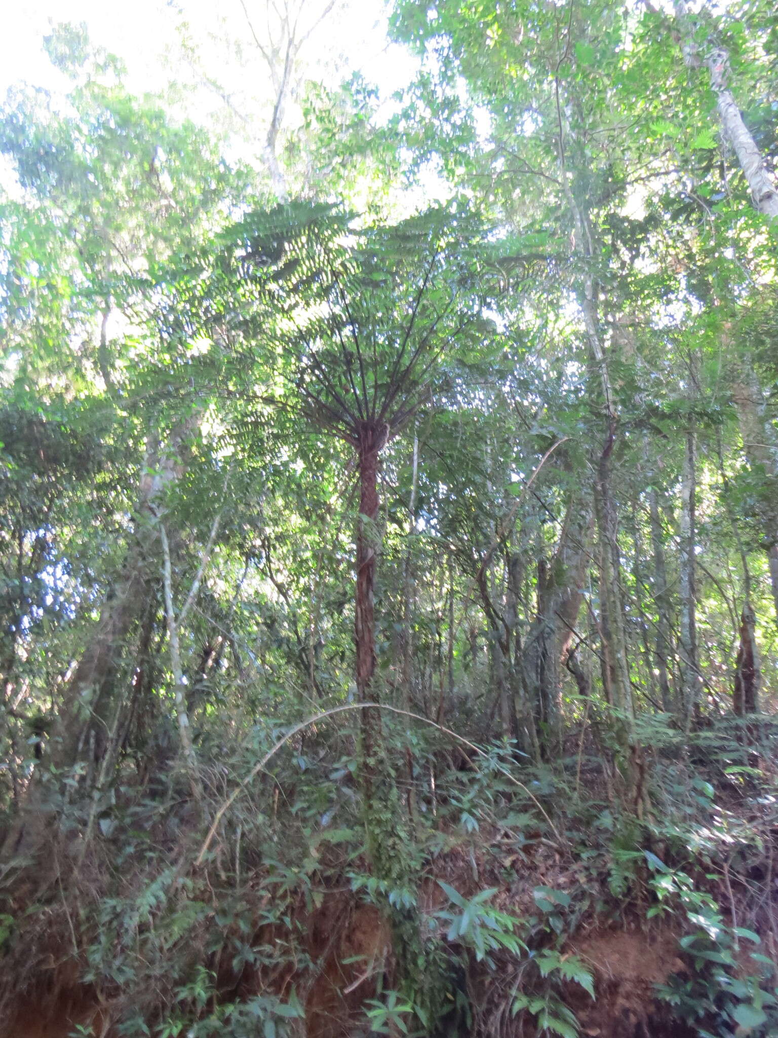 Image of Cyathea corcovadensis (Raddi) Domin