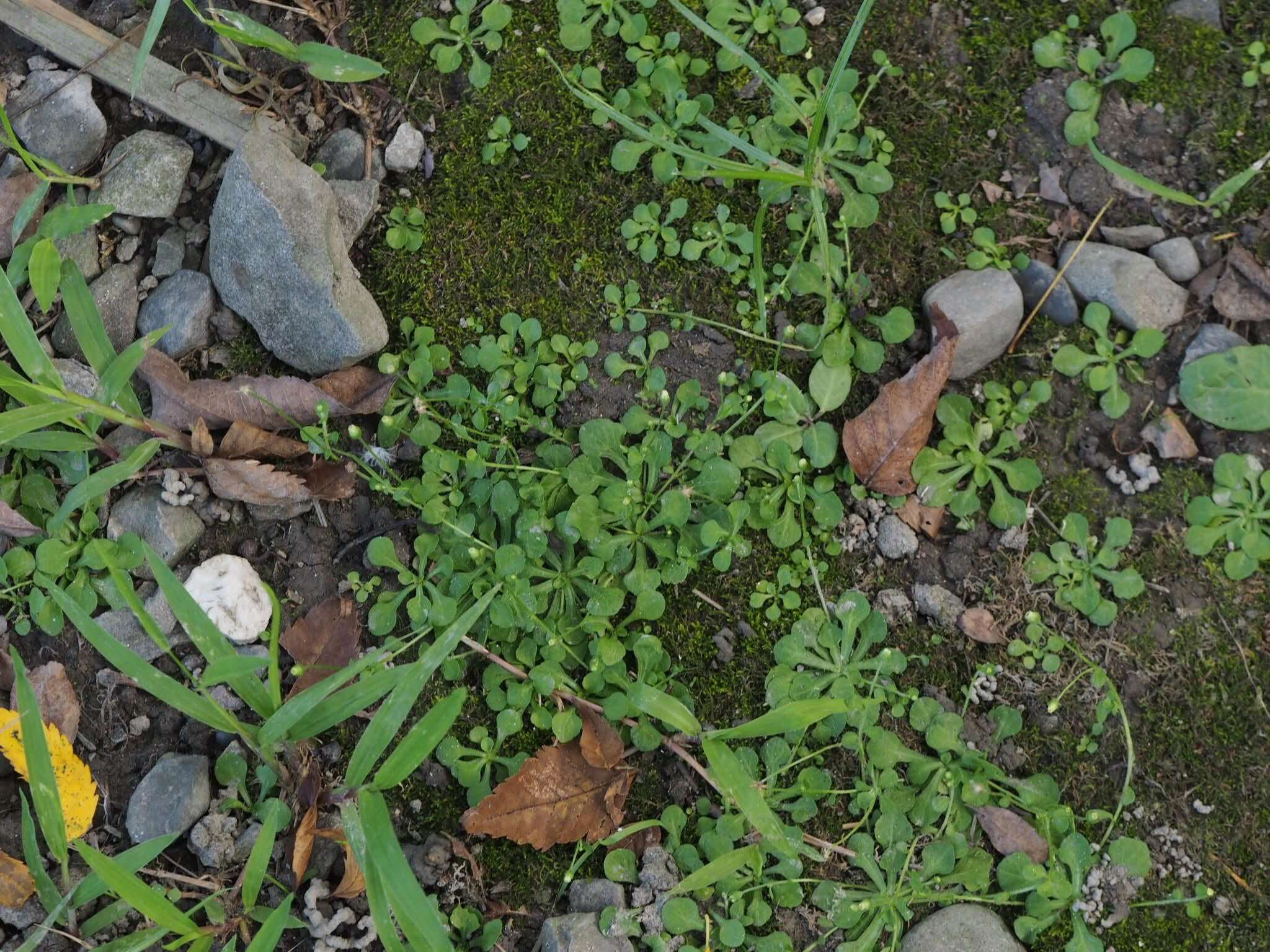 Слика од Erigeron bellioides DC.