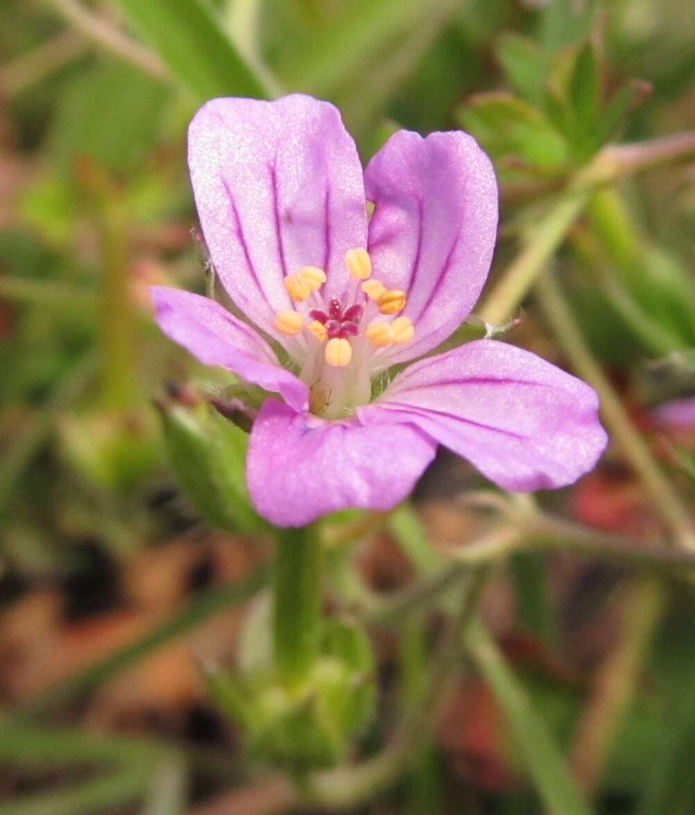 Image of Geranium magellanicum Hook. fil.