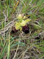 Image of Dark bee orchid