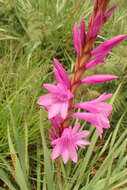 Imagem de Watsonia densiflora Baker