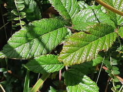 Image of Rubus roseus Poir.