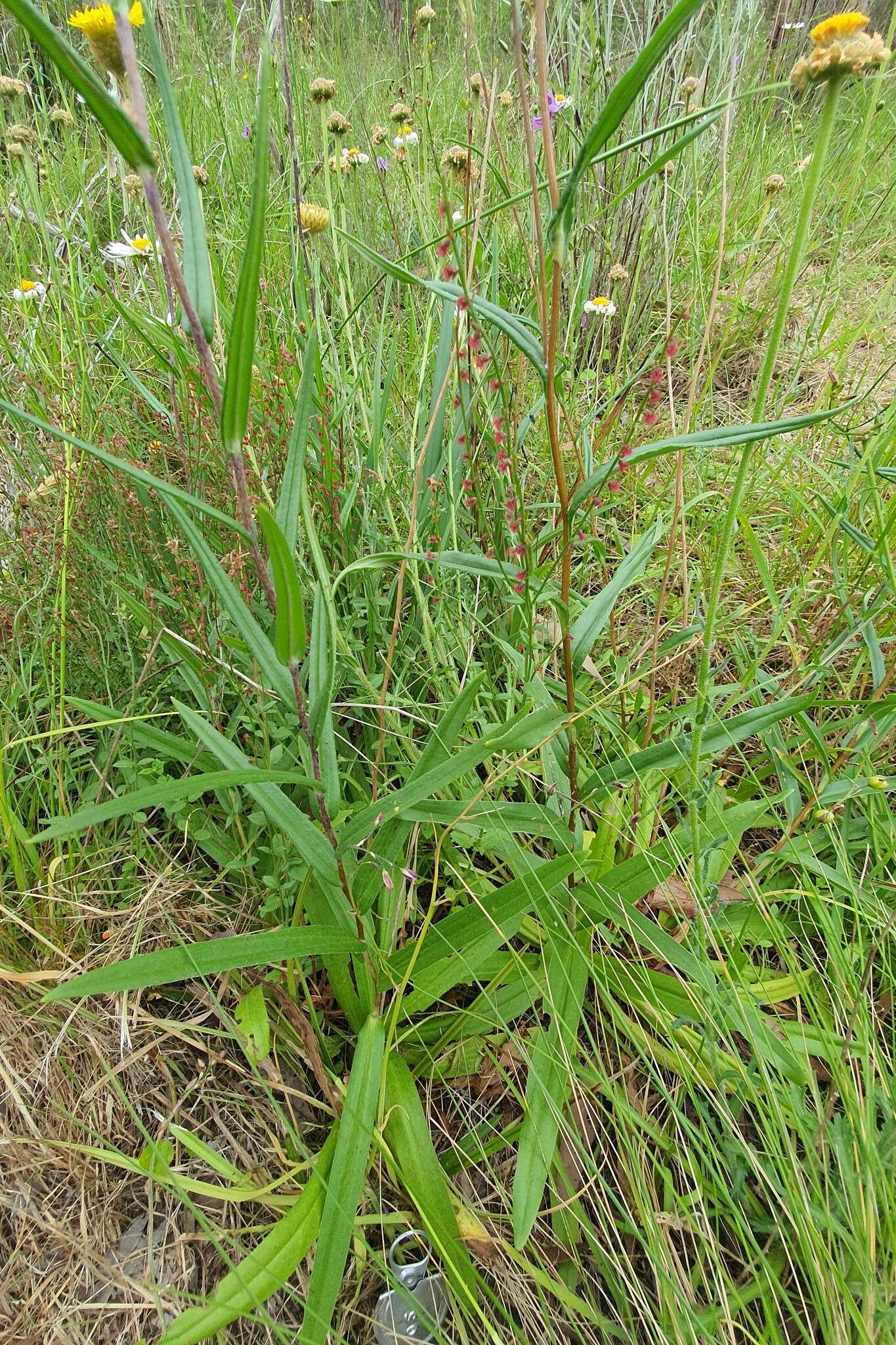 Image of Podolepis decipiens