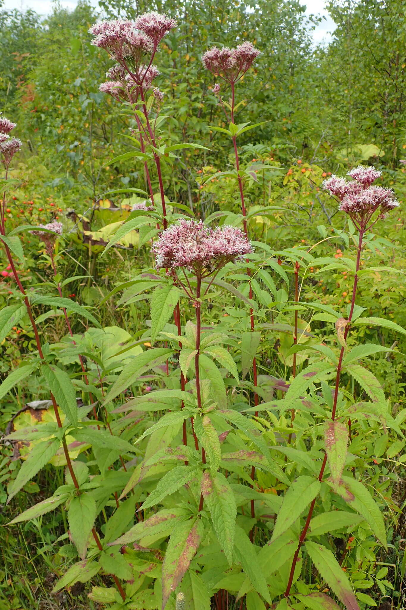 Plancia ëd Eupatorium glehnii F. Schmidt ex Trautv.