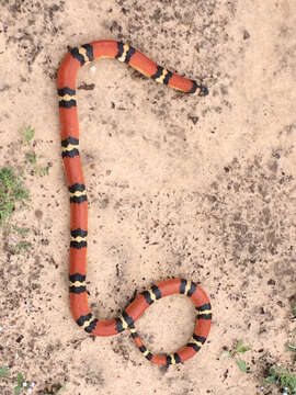 Image of Lampropeltis annulata Kennicott 1861