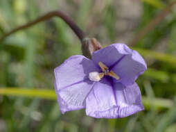 Image of Patersonia occidentalis var. occidentalis