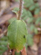 Image of Zeuxine parvifolia (Ridl.) Seidenf.