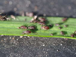 Image of Aphid