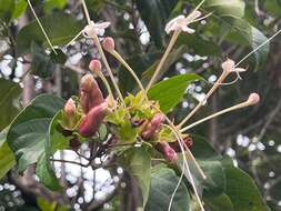 Imagem de Clerodendrum longiflorum Decne.