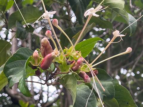 Image of Clerodendrum longiflorum Decne.