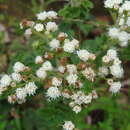 Plancia ëd Ageratina pichinchensis (Kunth) R. King & H. Rob.