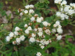 Image of Ageratina pichinchensis (Kunth) R. King & H. Rob.