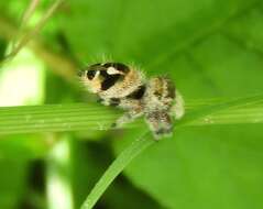 Sivun Phidippus maddisoni Edwards 2004 kuva