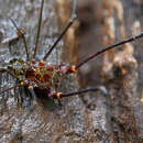 Image of Acutisoma longipes Roewer 1913