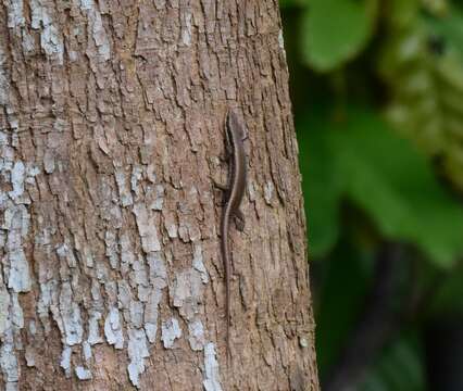 Image of Trachylepis maculilabris (Gray 1845)