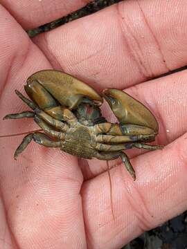 Image of Cabrillo porcelain crab