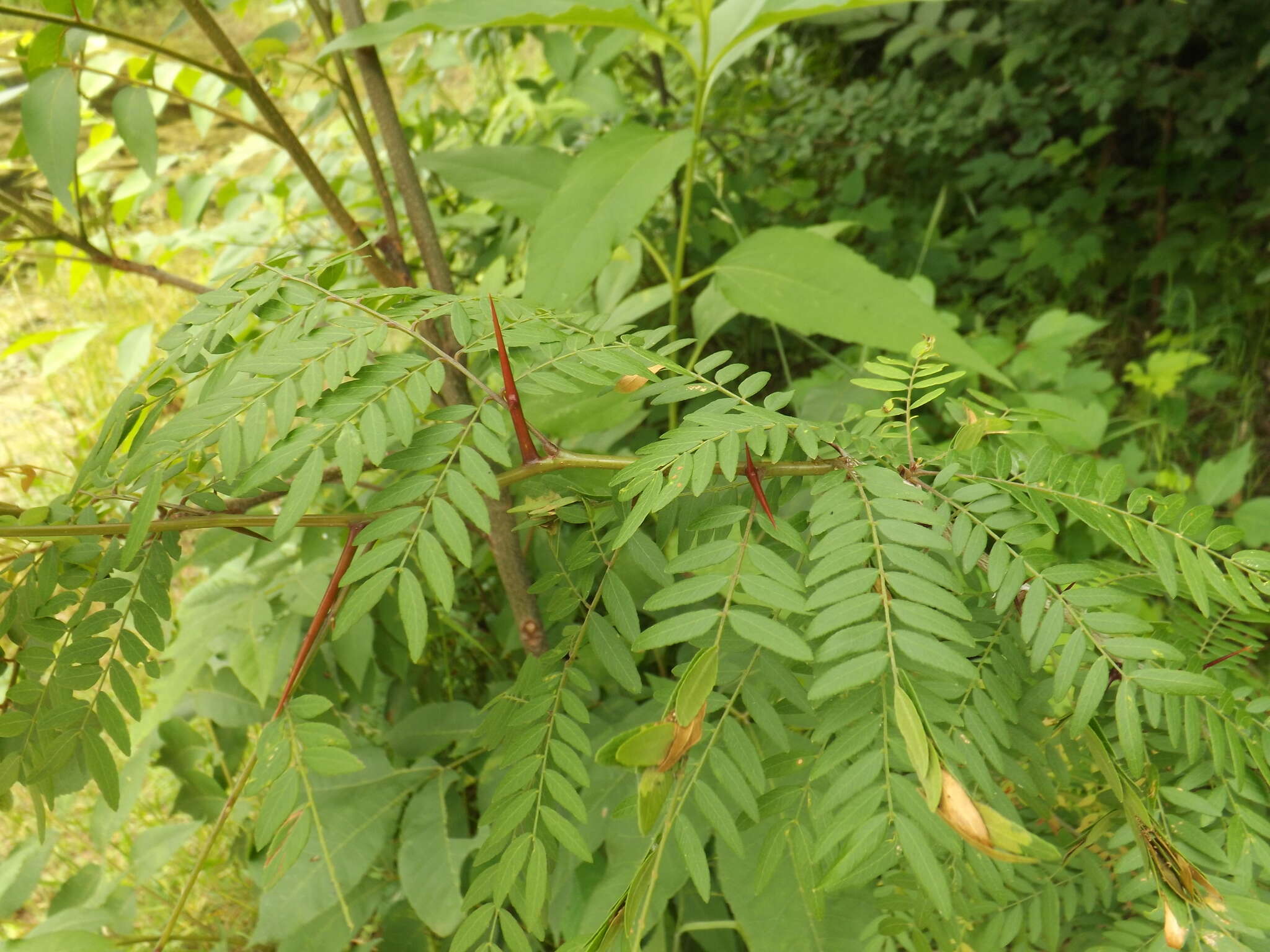 Plancia ëd Gleditsia triacanthos L.