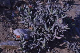 Sivun Astridia longifolia (L. Bol.) L. Bol. kuva