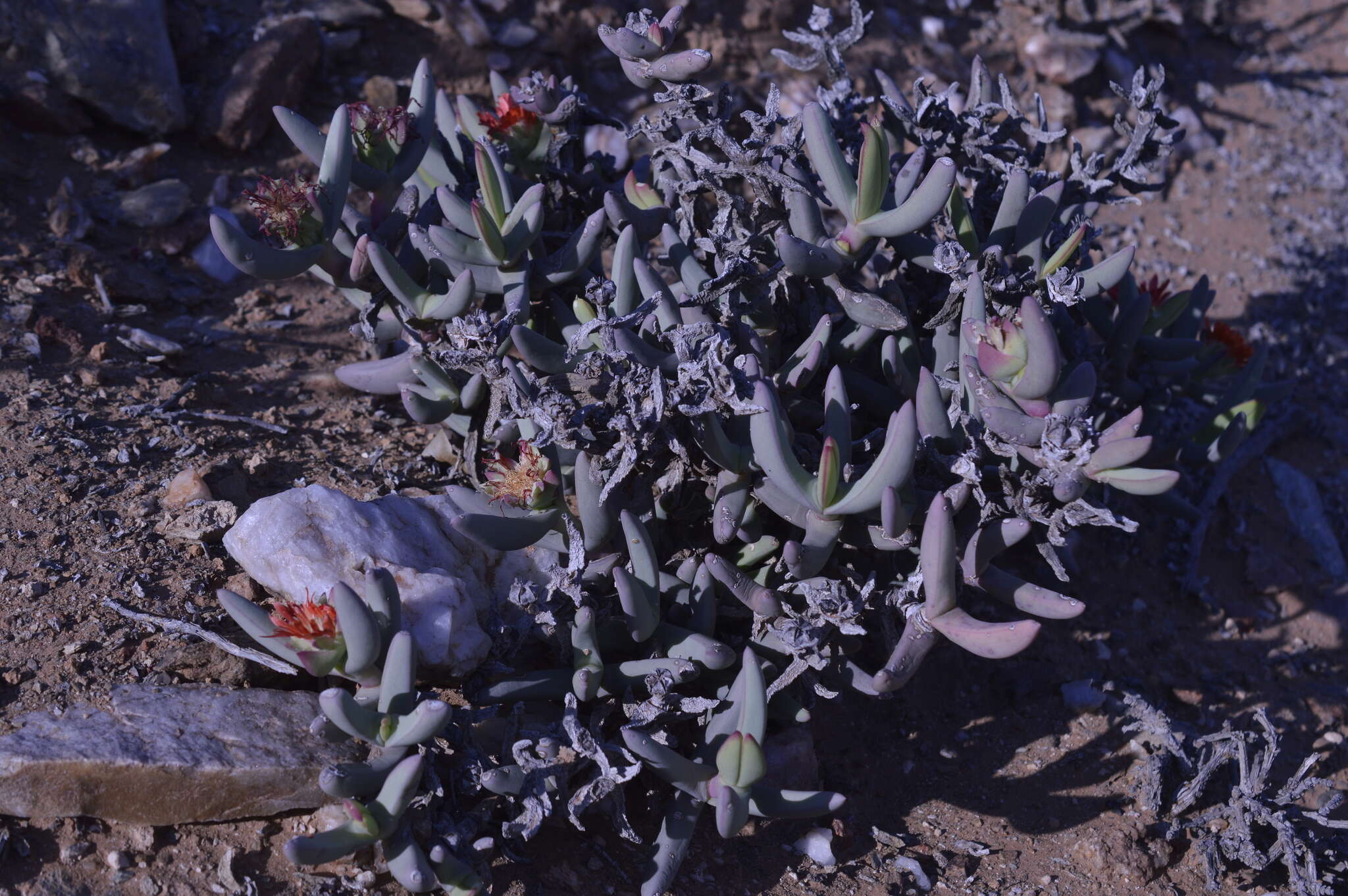 Image of Astridia longifolia (L. Bol.) L. Bol.