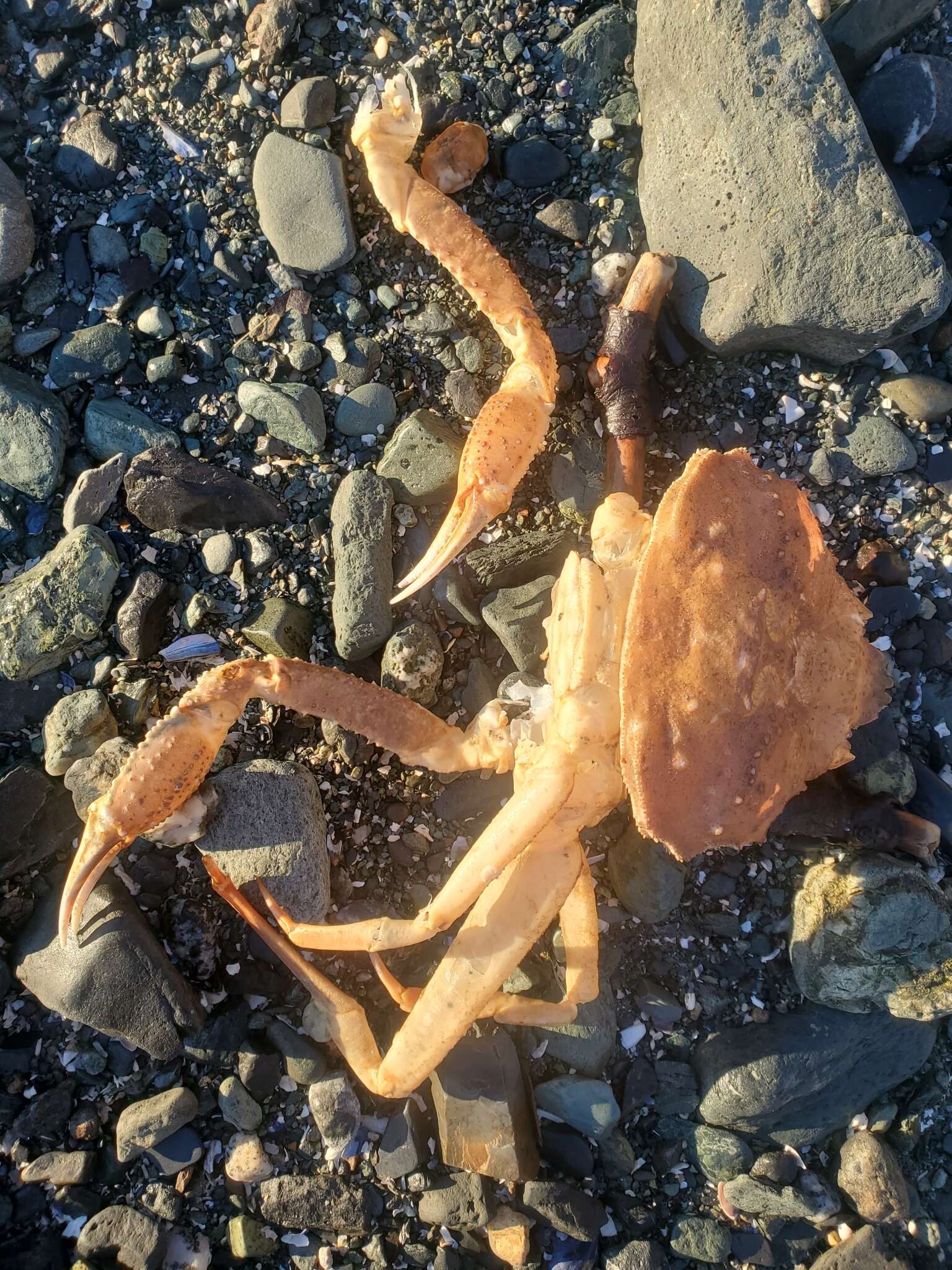 Image of Bairdi crab