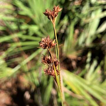 Rhynchospora fascicularis (Michx.) Vahl的圖片