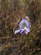 Image of Early blue Disa