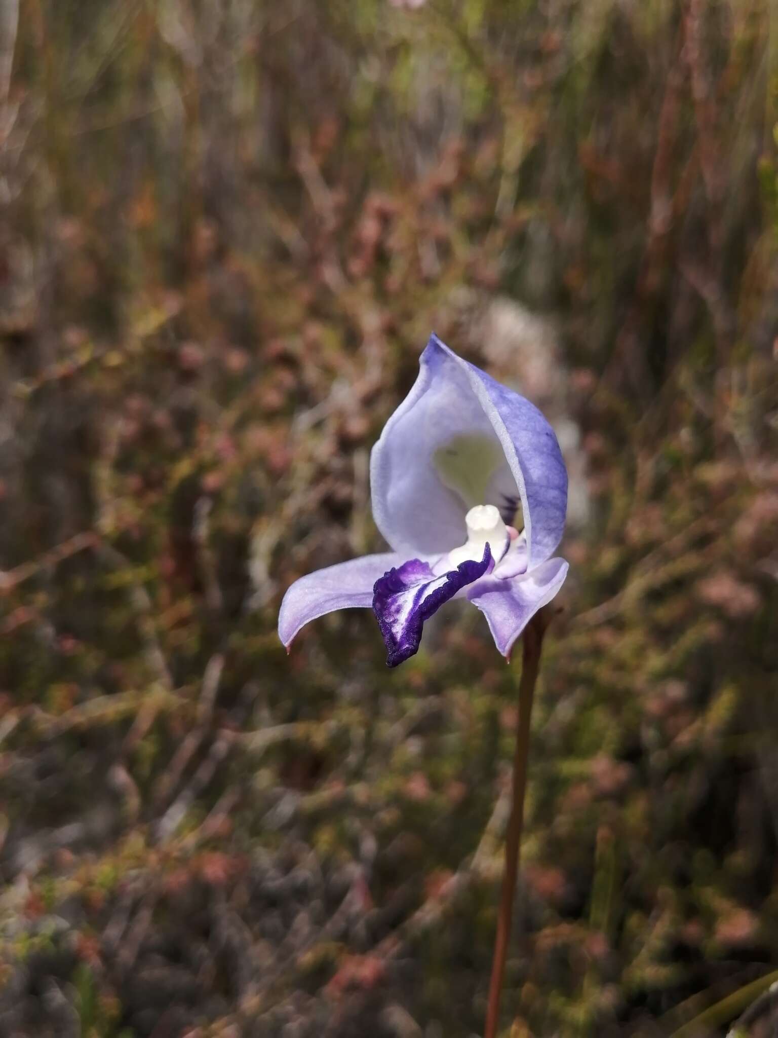 Image of Early blue Disa