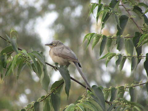 Image of Large Grey Babbler