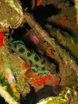 Image of Picturesque dragonet