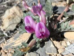 Image of Newberry's milkvetch